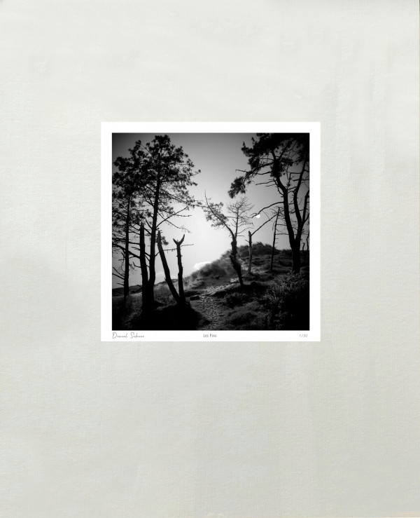 LES PINS - Dunes de Biville - Manche - France 1989 - Hasselblad 6x6 argentique Photographie N° PM 02