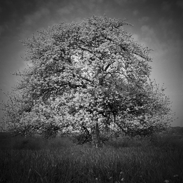LE CERISIER - Ménil-Gondouin - Orne - France - 2001- Hasselblad 6x6 argentique Photographie N° ARB 06