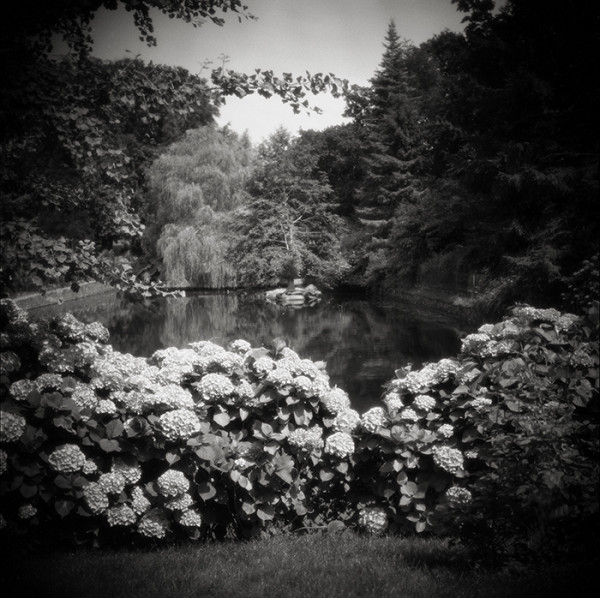 LES HORTENSIAS  - Jardin des Ravalet - Tourlaville - Manche - France - 1995 - Hasselblad 6x6 argentique Photographie N° ATMOBOT 02