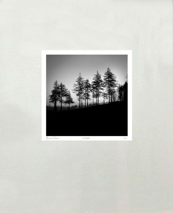 LES SAPINS - Vallée de la Vire - Calvados - France - 1995- Hasselblad 6x6 argentique Photographie N° ARB 17