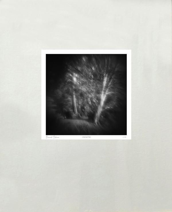 L'EUCALYPTUS - Jardin FAVIER- CHERBOURG EN COTENTIN - Manche - France - 1986 - Hasselblad 6x6 argentique Photographie N° ATMOBOTFAVIER 01