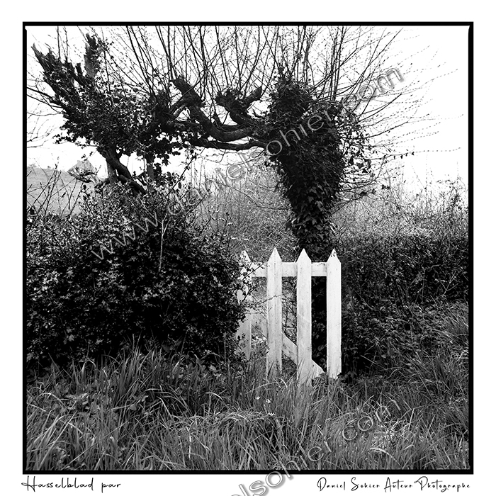 Création photographique noir et blanc argentique