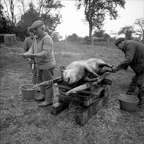 La journée du Cochon