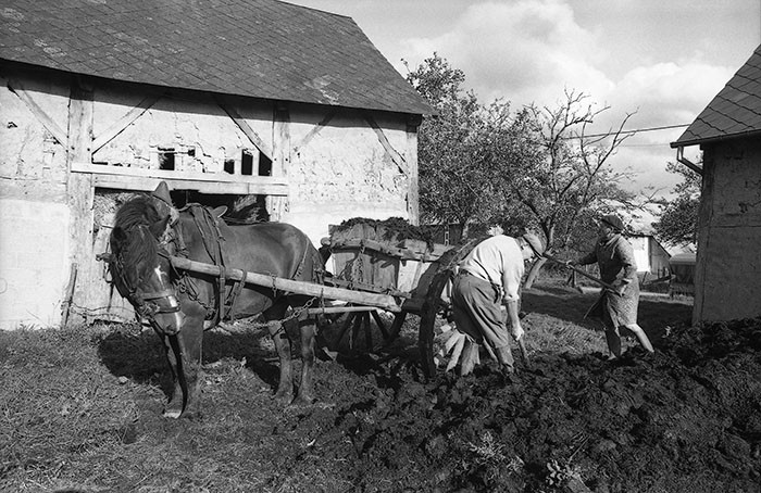 Le fumier dans l'Baniau