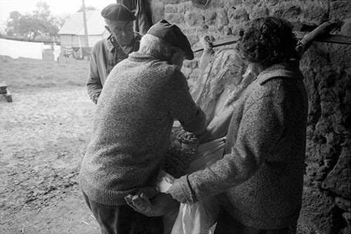 La journée du Cochon