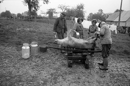La journée du Cochon