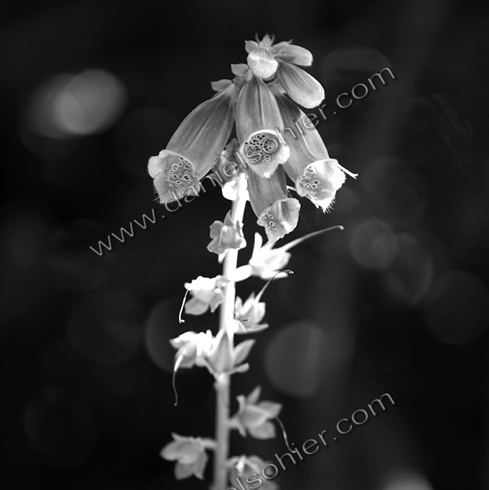 Création Noir&Blanc