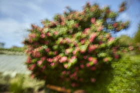 ICM Nature