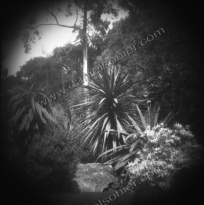 LE PARC - JARDIN FAVIER - Cherbourg en Cotentin - Manche - France 1986 - Hasselblad 6x6 argentique Photographie N° JF 13