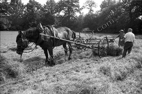 Reportage sur les foins