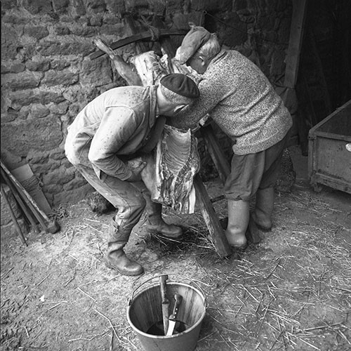 La journée du Cochon