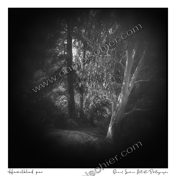 Création photographique noir et blanc argentique