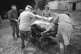 La journée du Cochon