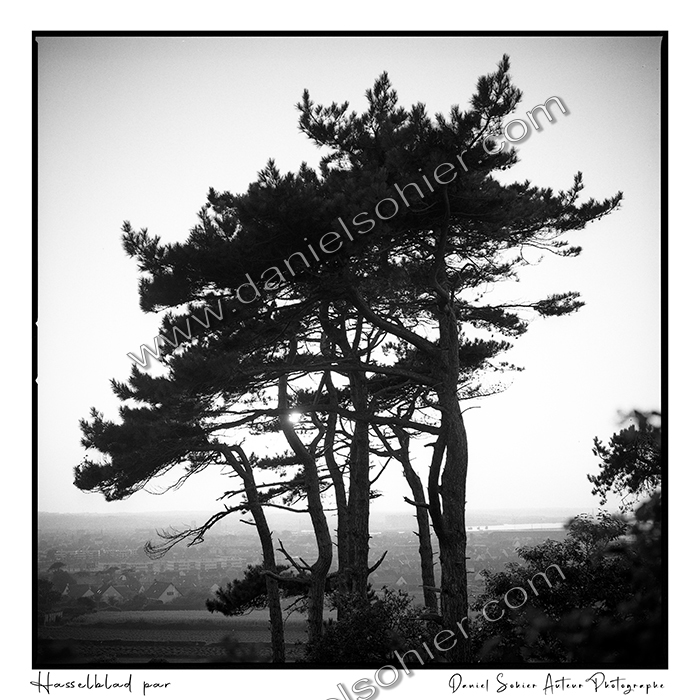 Création photographique noir et blanc argentique