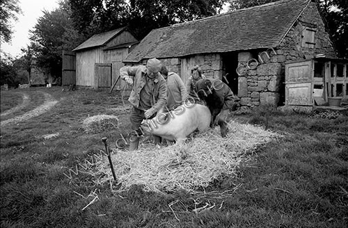 La journée du Cochon