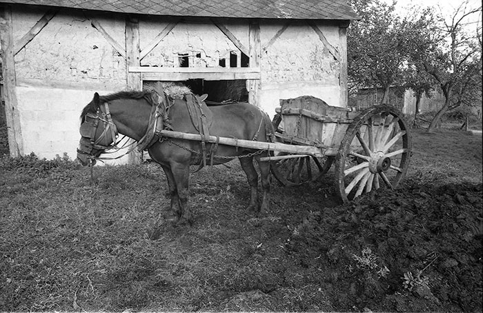 Le fumier dans l'Baniau