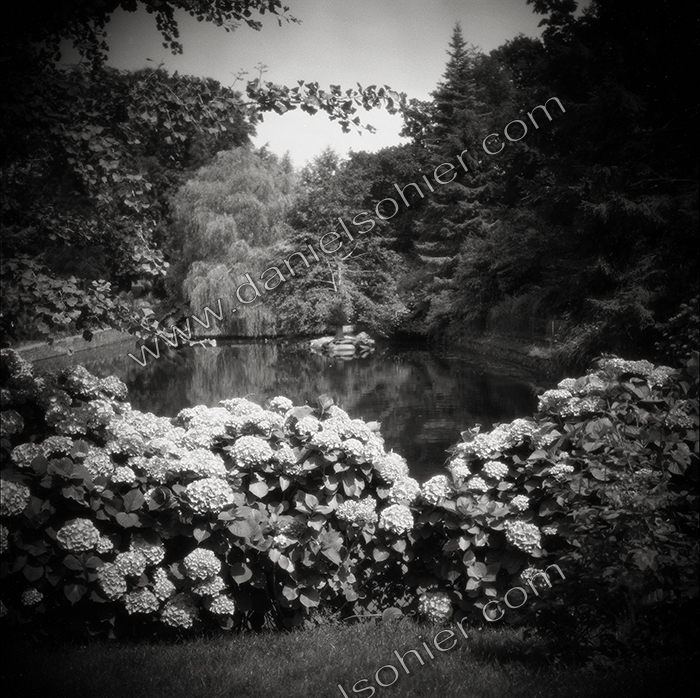 LES HORTENSIAS - Jardin des Ravalet - Cherbourg en Cotentin - Manche - France 1993 - Hasselblad 6x6 argentique Photographie N° ATMOBOT 02