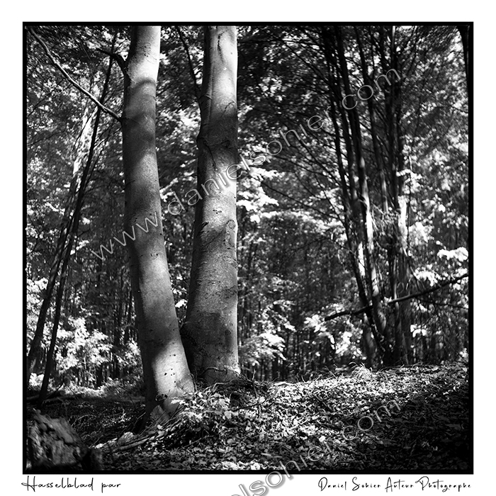 Création photographique noir et blanc argentique