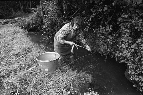 La journée du Cochon