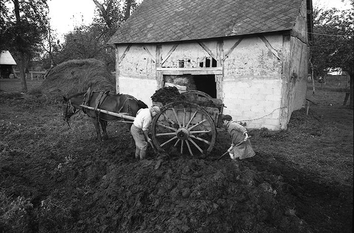Le fumier dans l'Baniau