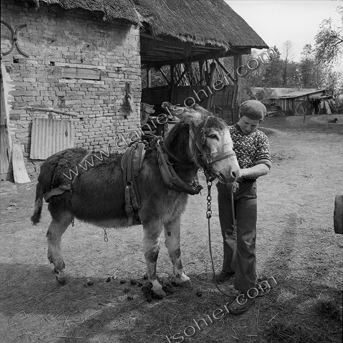 L'Ane à la ferme