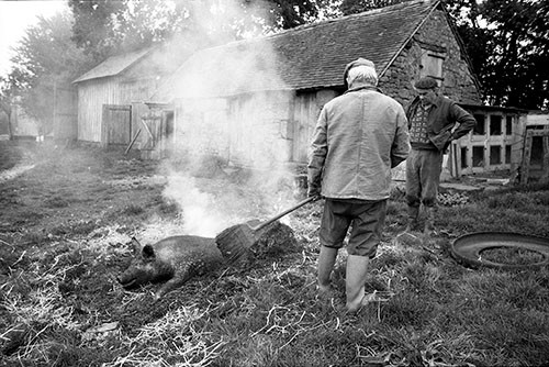 La journée du Cochon