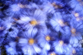 ICM Nature