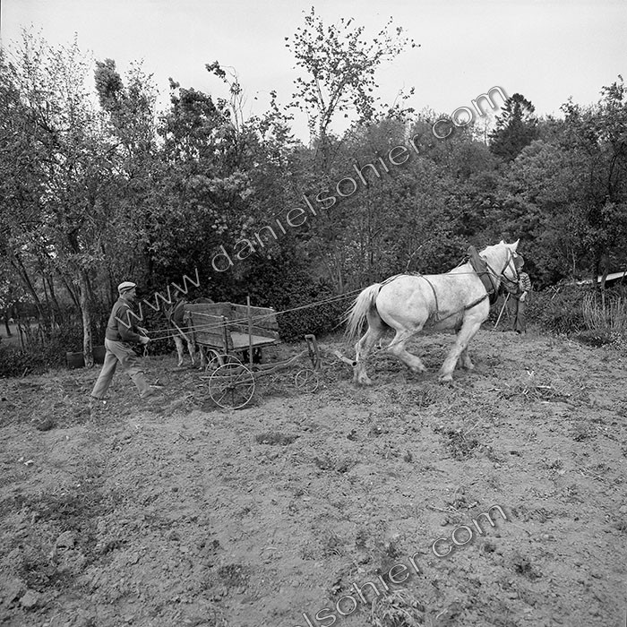 Le champ derrière la ferme