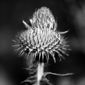 PIQUANT - Jardin des Ravalet - Cherbourg en Cotentin - Manche - France 1993 - Hasselblad 6x6 argentique Photographie N° ATMOBOT 03