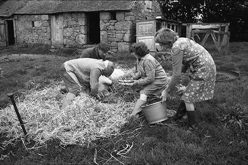La journée du Cochon