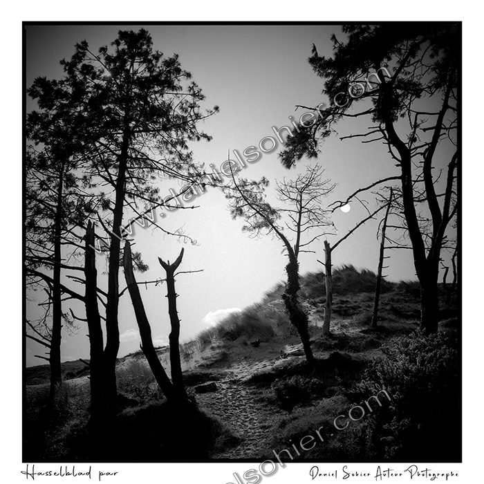 Création photographique noir et blanc argentique