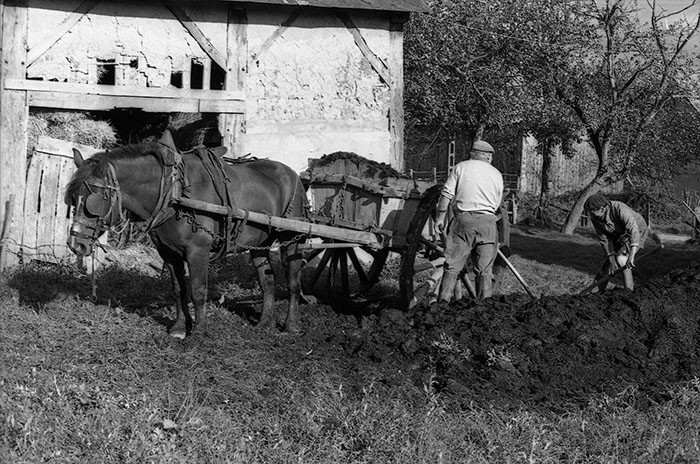 Le fumier dans l'Baniau