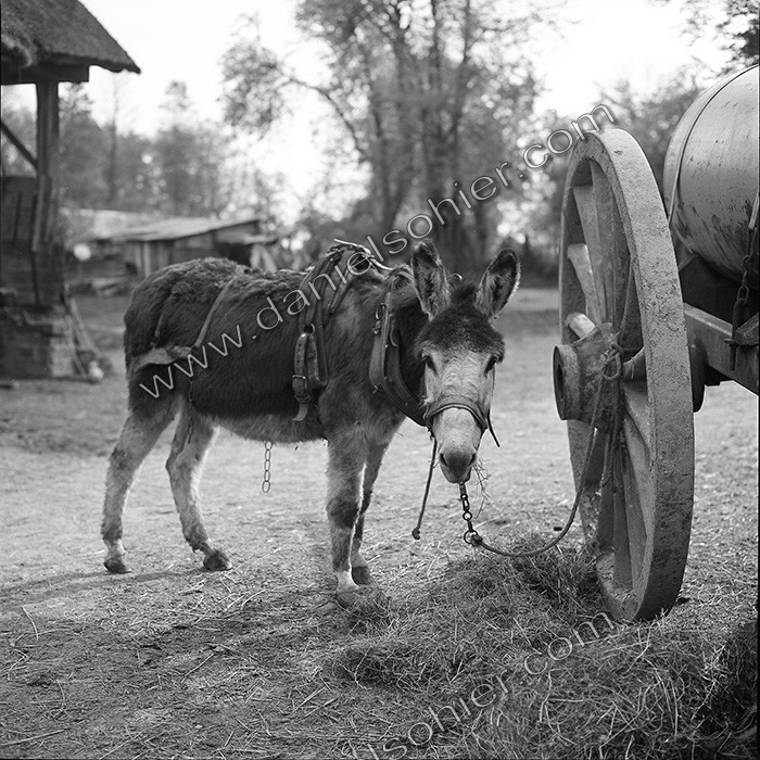 L'Ane à la ferme