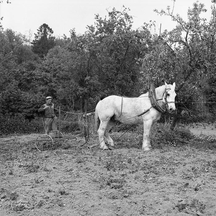 Le champ derrière la ferme
