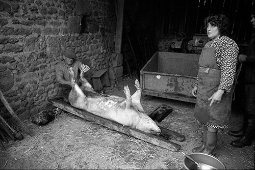 La journée du Cochon