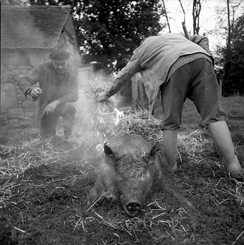 La journée du Cochon