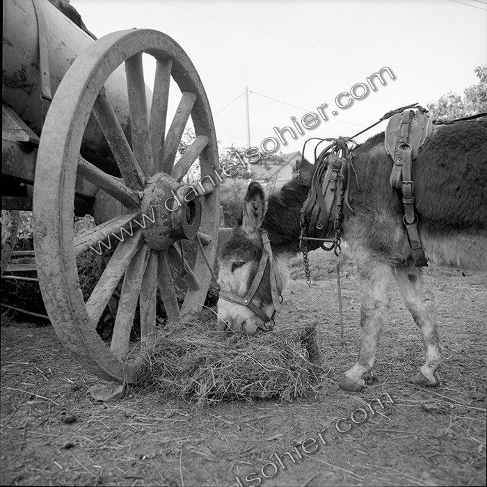 L'Ane à la ferme