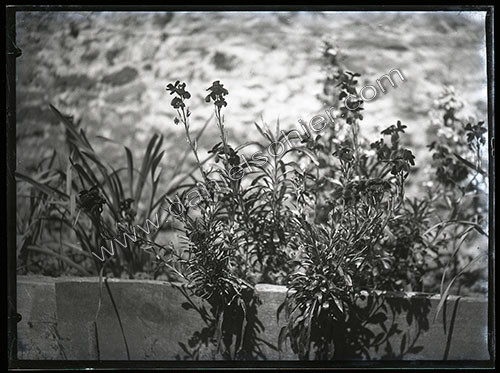 Plaques de verre 1910