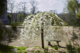 ICM Nature