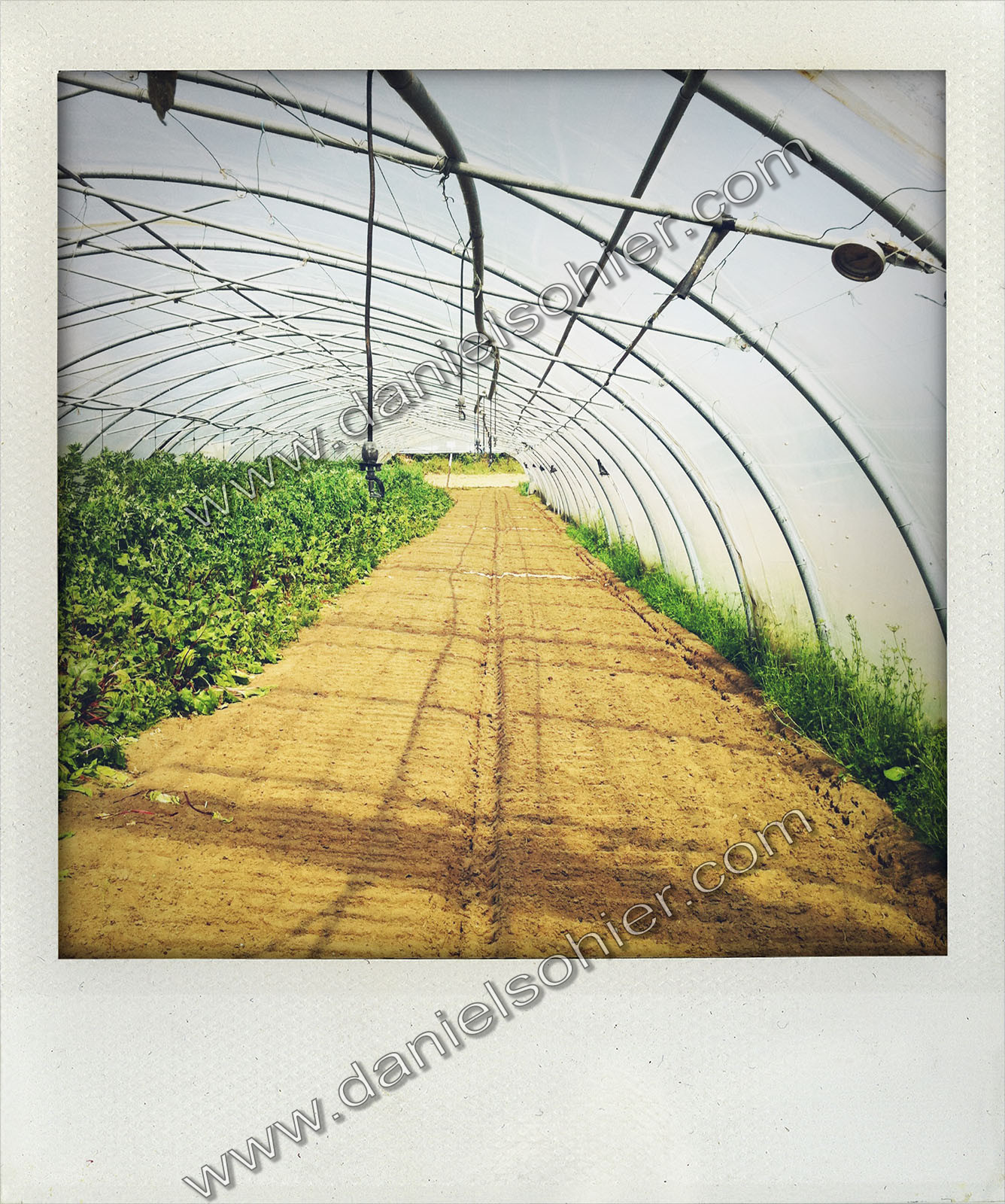 Polaroïd numérique