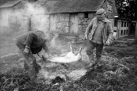La journée du Cochon