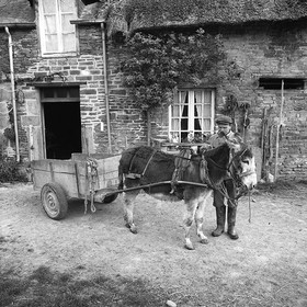 L'Ane à la ferme