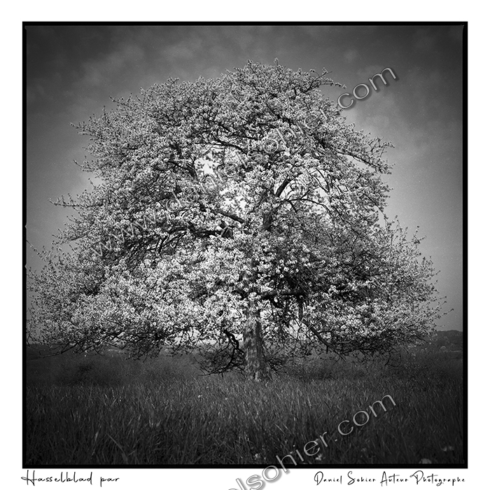 Création photographique noir et blanc argentique