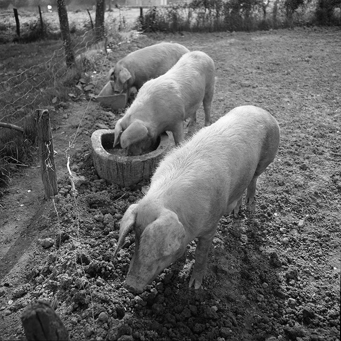 Reportage argentique