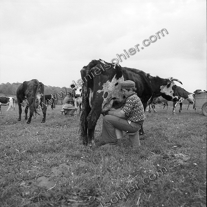 Traite dans les champs