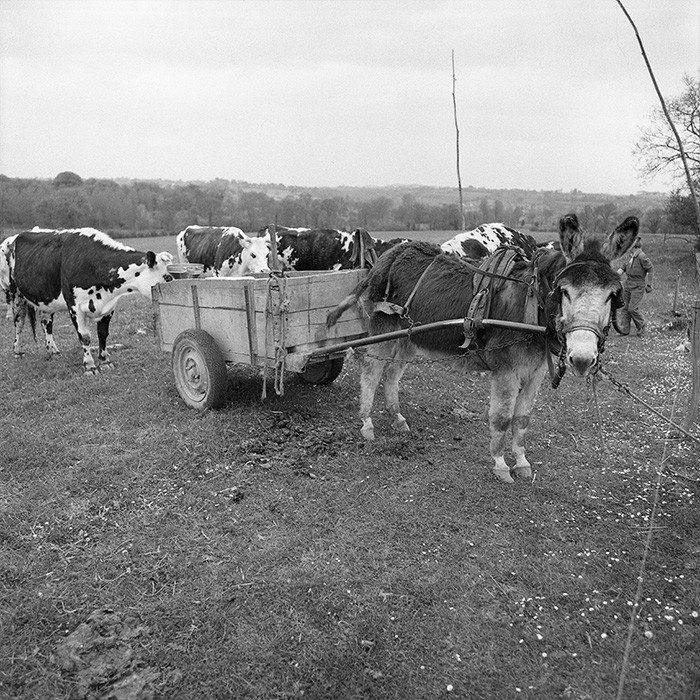 Traite dans les champs