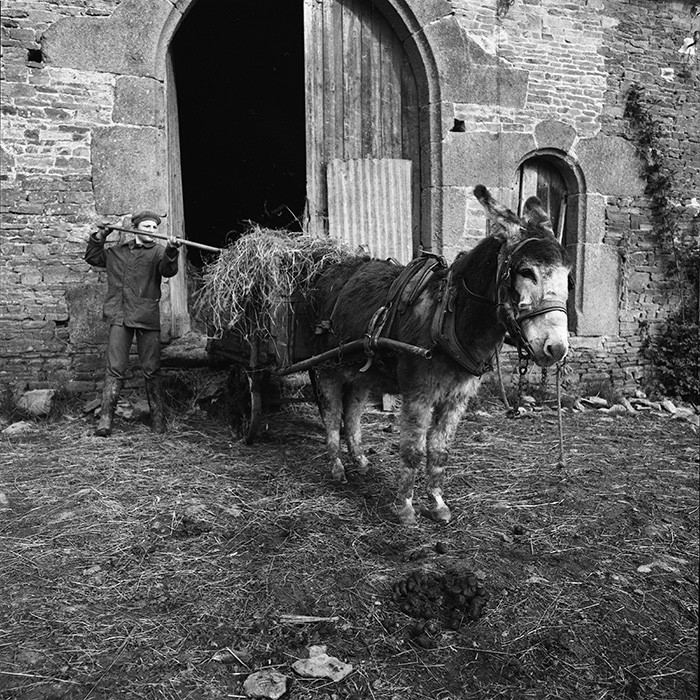 L'Ane à la ferme