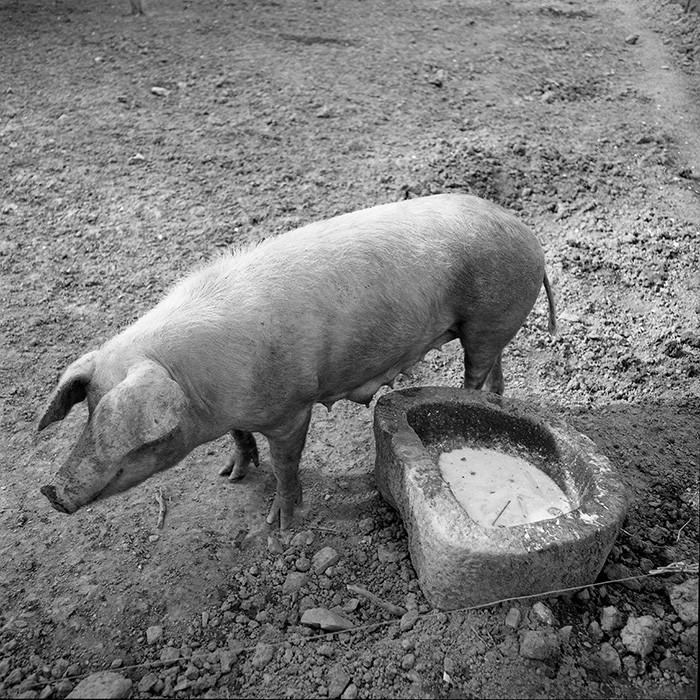 Reportage argentique