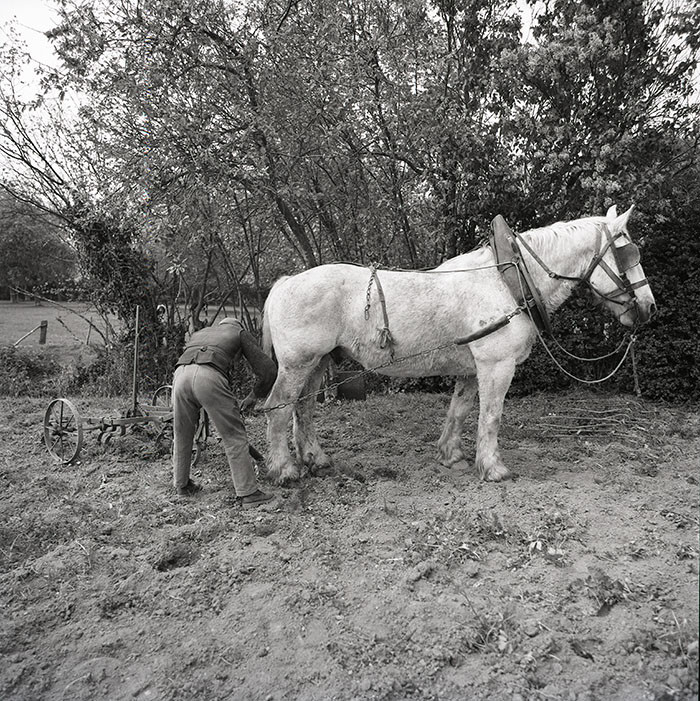 Le champ derrière la ferme