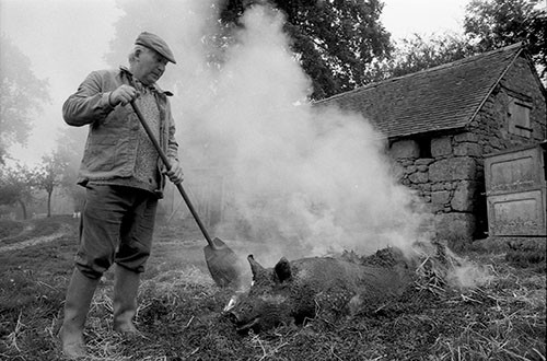 La journée du Cochon